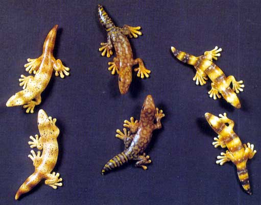 Wall Geckos
