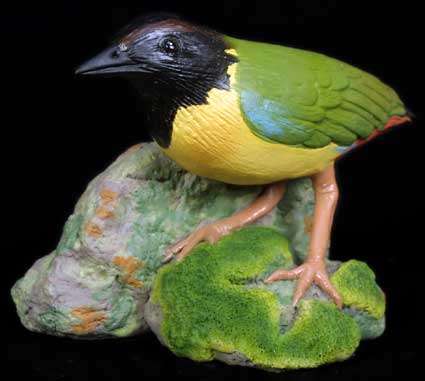 Pitta Bird