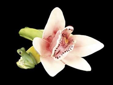 Orchid with Frog