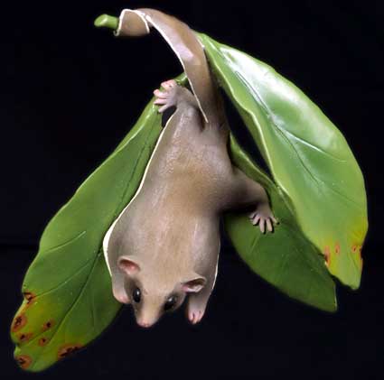 Feather Tailed Glider