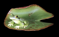 Bell Frog on Leaf