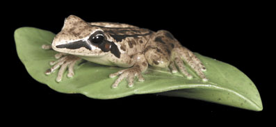 Rocket Frog