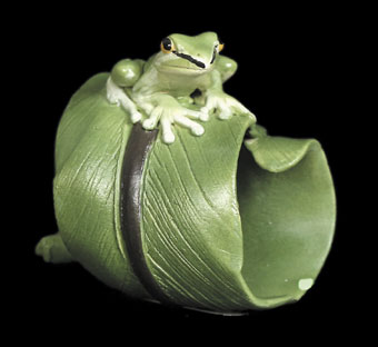 Dwarf Tree Frog