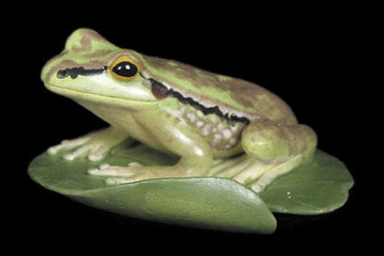 Green & Golden Bell Frog