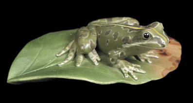 Tasmanian Tree Frog