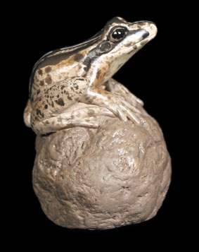 Striped Marsh Frog