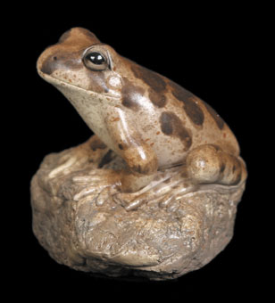 HUNDREDS OF FROGS TO CHOOSE FROM !!