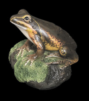 Northern Banjo Frog