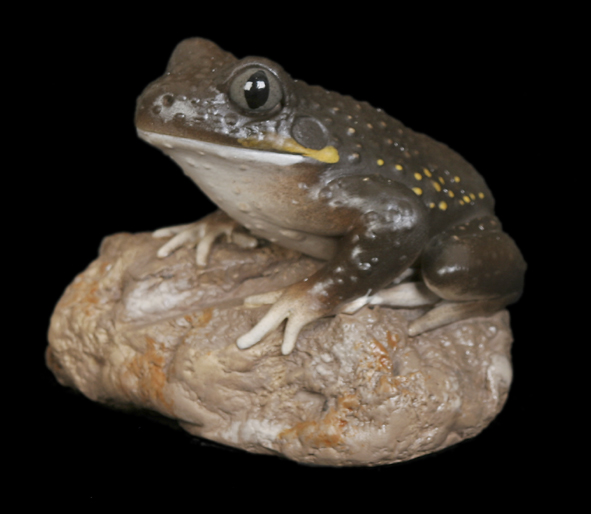 Giant Burrowing Frog