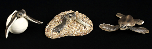 Turtle Eggs Hatchlings