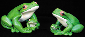 White Lipped Frogs