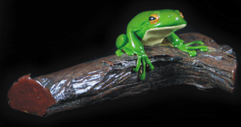 One Frog on a Log