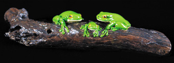 Three Frogs on a Log