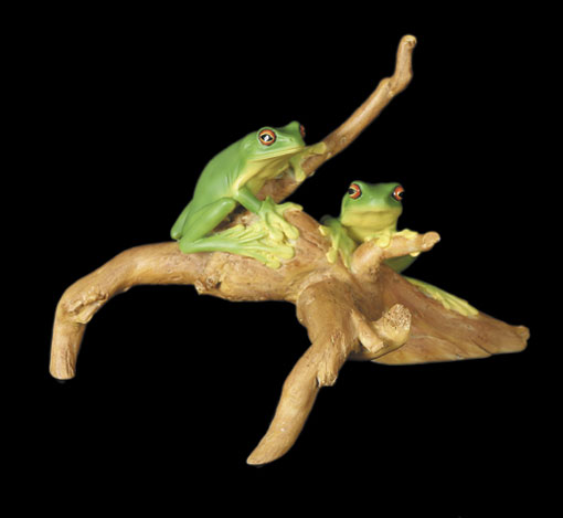 Red-Eyed Tree Frogs