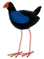 Pukeko